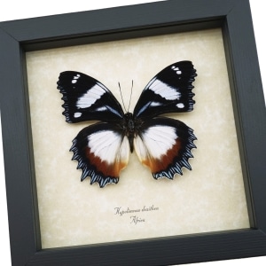 Hypolimnas dexithea Madagascar Diadem Butterfly Framed Taxidermy Display
