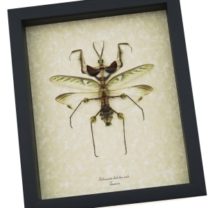 Idolomantis diabolica male Devil Mantis Giant Framed Praying Mantis Insect Taxidermy