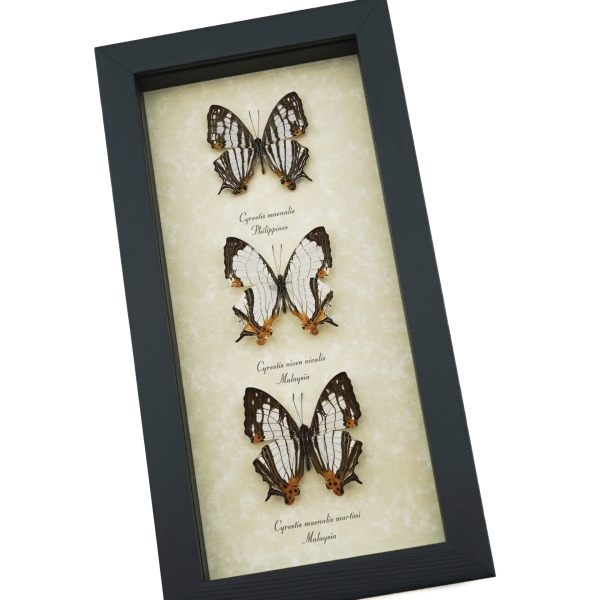 Cyrestis Map Butterfly Collection Real Framed Mapwing Butterflies Taxidermy Display