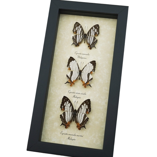 Cyrestis Map Butterfly Collection Real Framed Mapwing Butterflies Taxidermy Display
