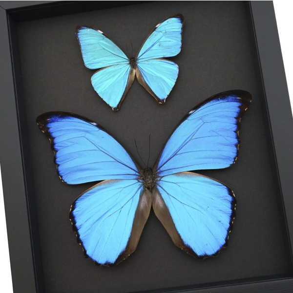 Morpho Butterfly Collection Morpho aega didius Framed Blue Butterflies Taxidermy Moonlight Display
