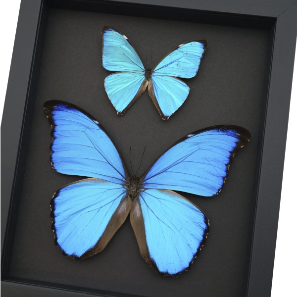 Morpho Butterfly Collection Morpho aega didius Framed Blue Butterflies Taxidermy Moonlight Display