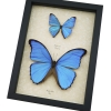 Morpho Butterfly Collection Morpho aega didius Framed Blue Butterflies Taxidermy Display