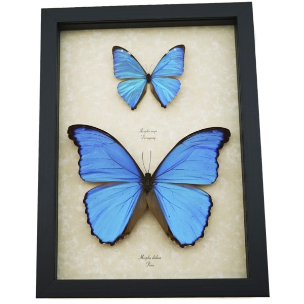 Blue Morpho Butterfly Collection Morpho aega didius Framed Butterflies Taxidermy Display