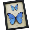 Morpho Butterfly Collection Morpho aega didius Framed Blue Butterflies Taxidermy Display