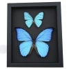 Morpho Butterfly Collection Morpho aega didius Framed Blue Butterflies Taxidermy Moonlight Display
