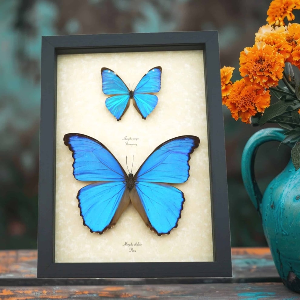Blue Morpho Butterfly Collection Morpho aega didius Framed Butterflies Taxidermy Display Blue Morpho Butterfly Collection Morpho aega didius Framed Butterflies Taxidermy Display