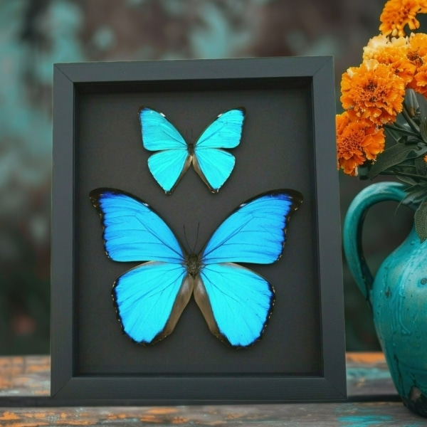 Morpho Butterfly Collection Morpho aega didius Framed Blue Butterflies Taxidermy Moonlight Display