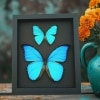 Morpho Butterfly Collection Morpho aega didius Framed Blue Butterflies Taxidermy Moonlight Display