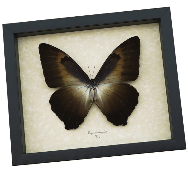 Morpho cisseis gahua Bronze Giant Framed Morpho Butterfly