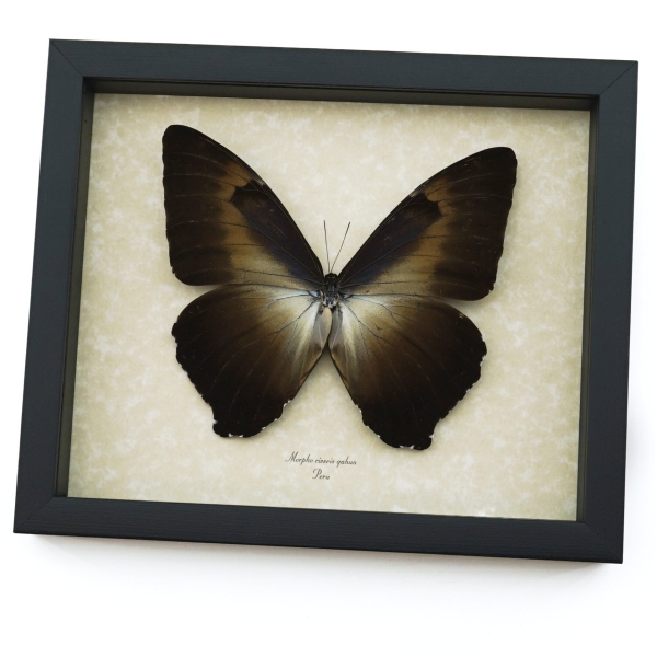 Morpho cisseis gahua Bronze Giant Framed Morpho Butterfly