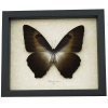 Morpho cisseis gahua Bronze Giant Framed Morpho Butterfly