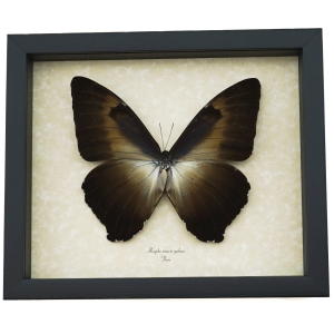 Morpho cisseis gahua Bronze Giant Framed Morpho Butterfly