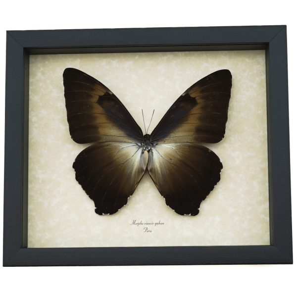 Morpho cisseis gahua Bronze Giant Framed Morpho Butterfly