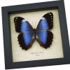Morpho helenor violaceus Violet Butterfly Framed Taxidermy Display