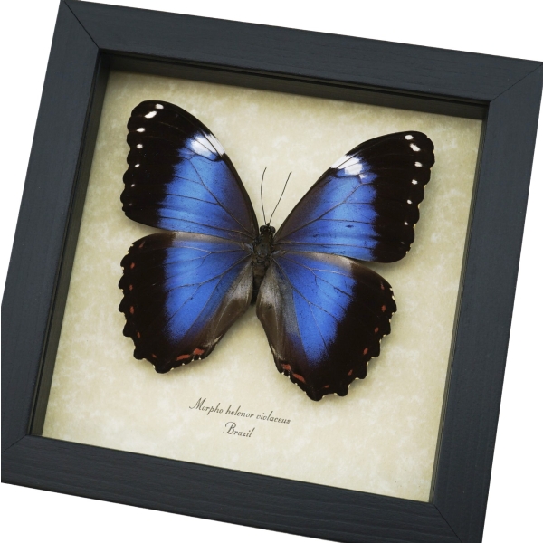 Morpho helenor violaceus Violet Butterfly Framed Taxidermy Display