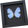 Mothers's Day Butterfly Mother Of Pearl Morpho Framed Taxidermy Moonlight Display
