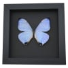 Mother's Day Butterfly Mother Of Pearl Morpho Framed Taxidermy Moonlight Display
