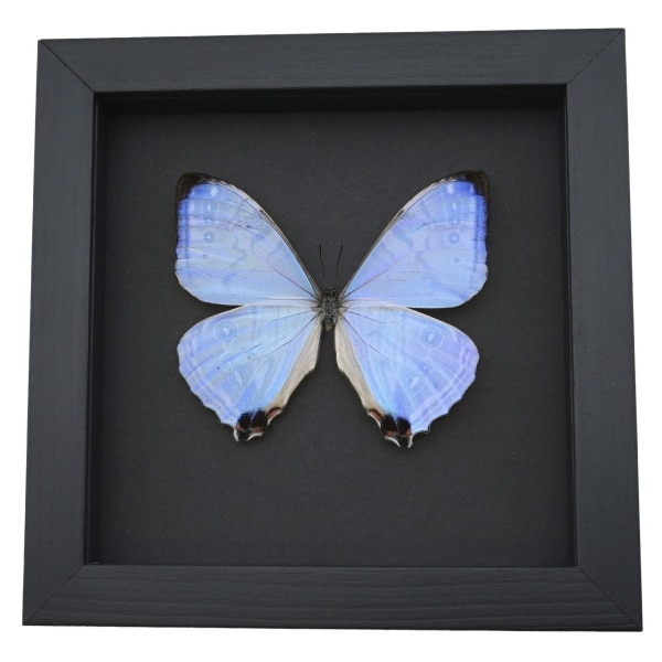 Mother's Day Butterfly Mother Of Pearl Morpho Framed Taxidermy Moonlight Display