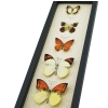 Yellow Orange Butterfly Collection Real Framed Butterflies Taxidermy Display