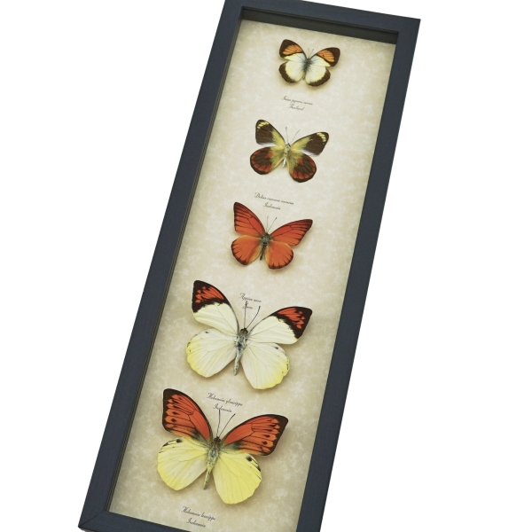 Yellow Orange Butterfly Collection Real Framed Butterflies Taxidermy Display