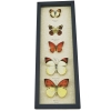 Yellow Orange Butterfly Collection Real Framed Butterflies Taxidermy Display