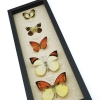 Yellow Orange Butterfly Collection Real Framed Butterflies Taxidermy Display