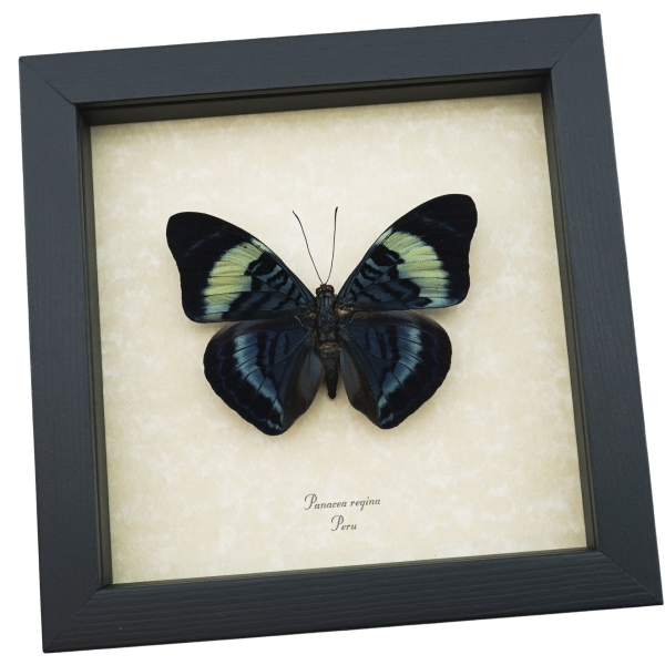 Panacea regina Queen Flasher Butterfly Framed Taxidermy Display