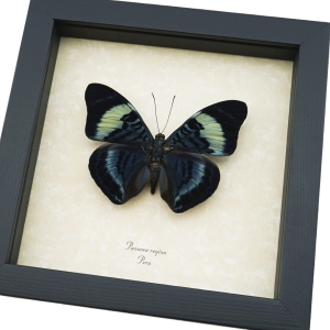 Panacea regina Queen Flasher Butterfly Framed Taxidermy Display