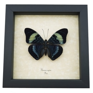 Panacea regina Queen Flasher Butterfly Framed Taxidermy Display