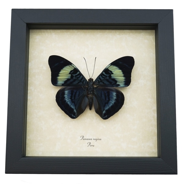 Panacea regina Queen Flasher Butterfly Framed Taxidermy Display