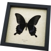 Black Butterfly Papilio Ascalaphus Verso Giant Swallowtail Framed Taxidermy Display