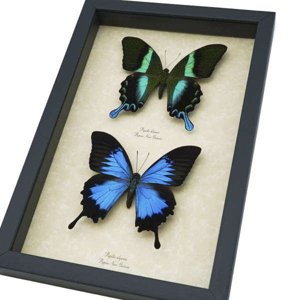 Framed Butterflies Blue Green Swallowtail Butterfly Collection Taxidermy Display