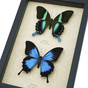 Framed Butterflies Blue Green Swallowtail Butterfly Collection Taxidermy Display