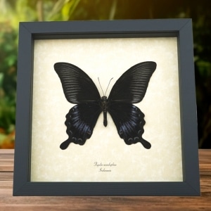 Black Butterfly Papilio Ascalaphus Verso Giant Swallowtail Framed Taxidermy Display