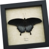 Papilio Lowi Male Resting Framed Black Swallowtail Butterfly Taxidermy Display
