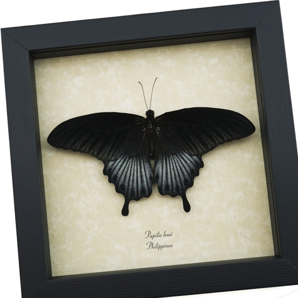 Papilio Lowi Male Resting Framed Black Swallowtail Butterfly Taxidermy Display
