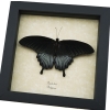 Papilio Lowi Male Resting Framed Black Swallowtail Butterfly Taxidermy Display