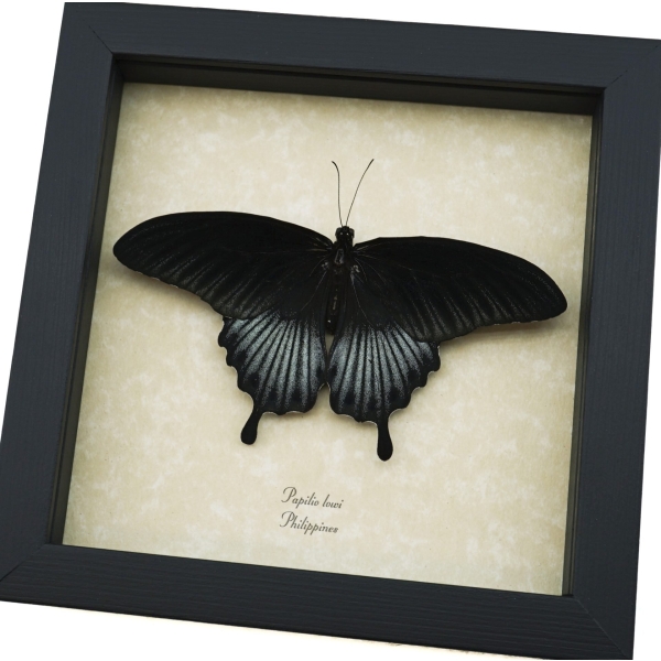 Papilio Lowi Male Resting Framed Black Swallowtail Butterfly Taxidermy Display