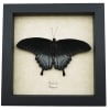 Papilio Lowi Male Resting Framed Black Swallowtail Butterfly Taxidermy Display