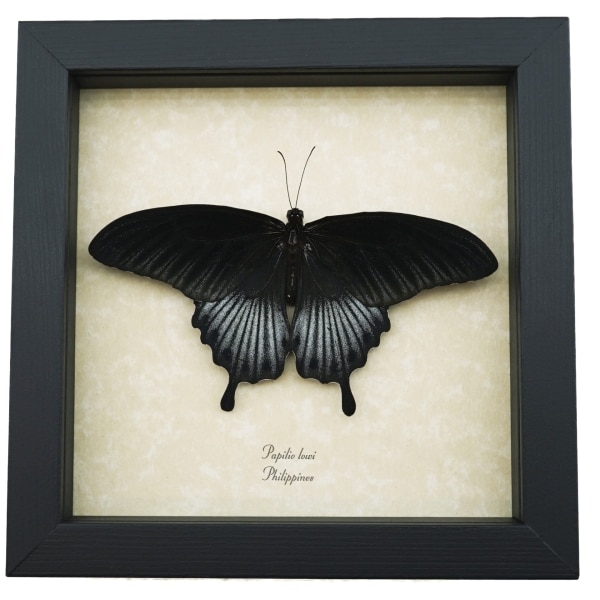 Papilio Lowi Male Resting Framed Black Swallowtail Butterfly Taxidermy Display