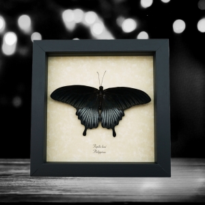 Papilio Lowi Male Resting Framed Black Swallowtail Butterfly Taxidermy Display