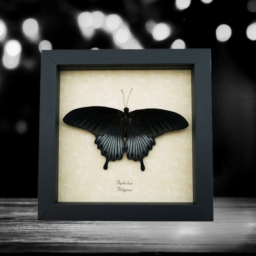 Papilio Lowi Male Resting Framed Black Swallowtail Butterfly Taxidermy Display Papilio Lowi Male Resting Framed Black Swallowtail Butterfly Taxidermy Display