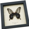 Papilio Lowi suffusus Female Framed Black Gothic Butterfly Taxidermy Display