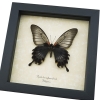 Papilio Lowi suffusus Female Framed Black Gothic Butterfly Taxidermy Display