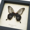 Papilio Lowi suffusus Female Framed Black Gothic Butterfly Taxidermy Display