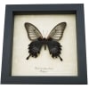 Papilio Lowi suffusus Female Framed Black Gothic Butterfly Taxidermy Display