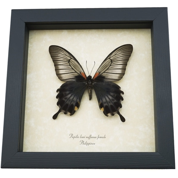 Papilio Lowi suffusus Female Framed Black Gothic Butterfly Taxidermy Display