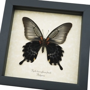 Papilio Lowi suffusus Female Verso Framed Butterfly Taxidermy Display