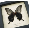 Papilio Lowi suffusus Female Verso Framed Butterfly Taxidermy Display